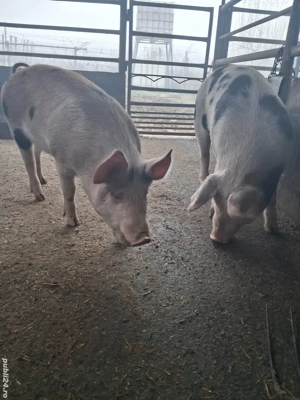de vânzare 2 scrofițe 70..75 kg rasă duroc și petrean ofer transport  - imagine 4