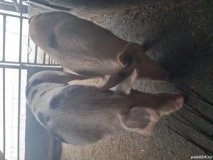 de vânzare 2 scrofițe 70..75 kg rasă duroc și petrean ofer transport  - imagine 5