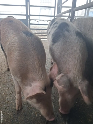 de vânzare 2 scrofițe 70..75 kg rasă duroc și petrean ofer transport  - imagine 3
