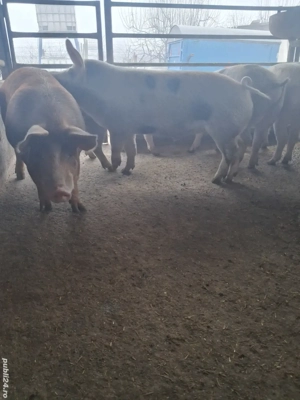 de vânzare 5 masculi 75...110 kg rasă duroc și petrean ofer  - imagine 4
