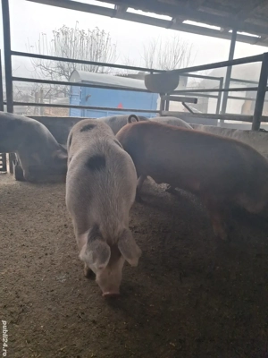 de vânzare 5 masculi 75...110 kg rasă duroc și petrean ofer  - imagine 2