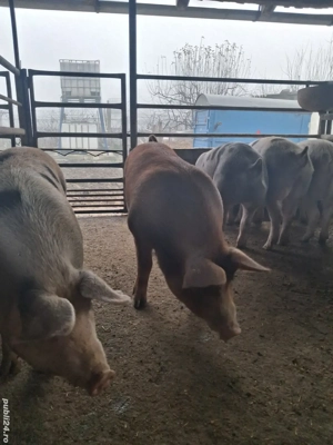 de vânzare 5 masculi 75...110 kg rasă duroc și petrean ofer  - imagine 5