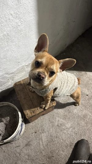 disponibil - imagine 2