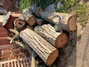 Vând bușteni de nuc noi