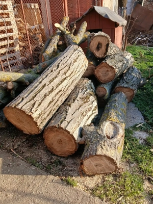 Vând bușteni de nuc noi