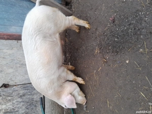 Vier mare alb cu landrax