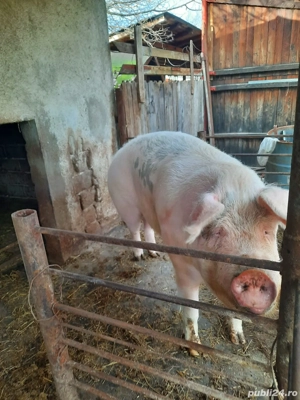 Porc de vanzare