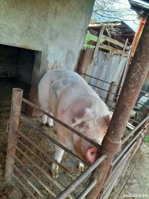 Porc de vanzare - imagine 3