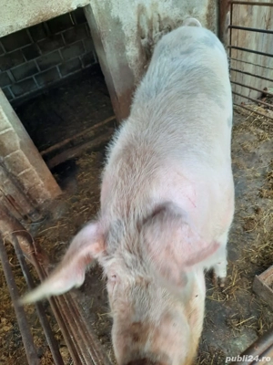 Porc de vanzare - imagine 4