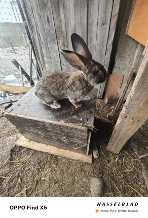 Uriaș german - imagine 2