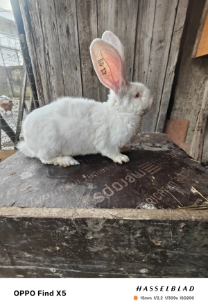 Uriaș german - imagine 3