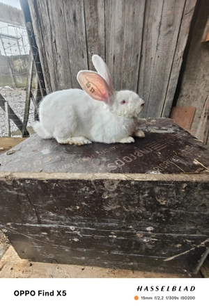 Uriaș german - imagine 4