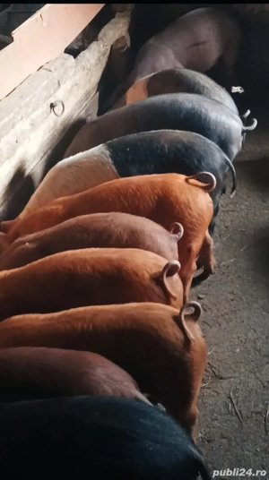 Purcei Duroc si Bazna cu poetrean - imagine 4