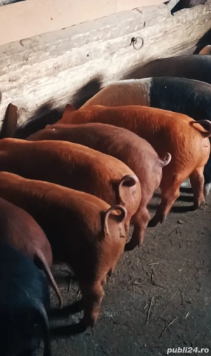 Purcei Duroc si Bazna cu poetrean - imagine 2