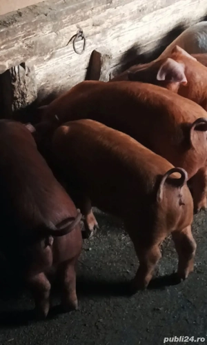 Purcei Duroc si Bazna cu poetrean - imagine 5