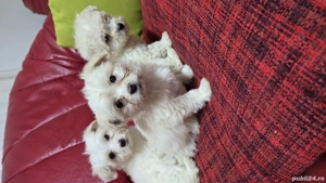 Bichoni Malteze - imagine 4