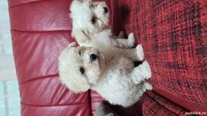 Bichoni Malteze - imagine 2