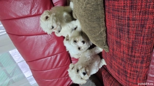 Bichoni Malteze - imagine 3