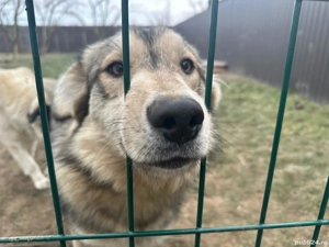 Cățelușa de 8 luni si mama ei - imagine 4