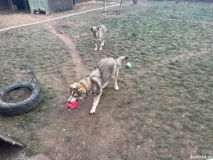 Cățelușa de 8 luni si mama ei - imagine 5