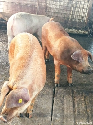 Porci 110-140 Kg - imagine 5
