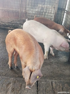 Porci 110-140 Kg - imagine 3