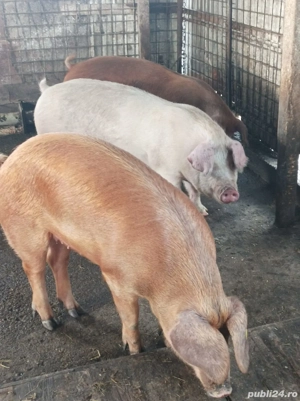 Porci 110-140 Kg - imagine 2