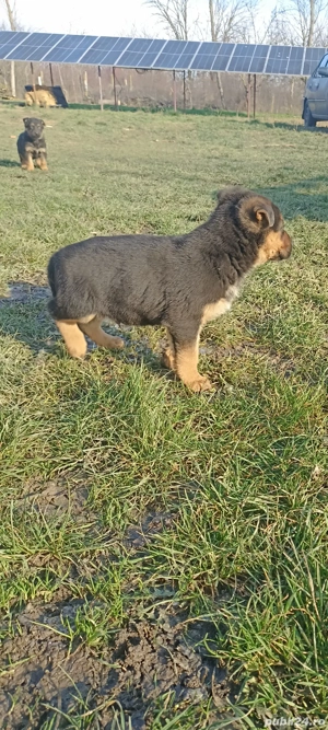 cățeii ciobăneștii germani - imagine 2