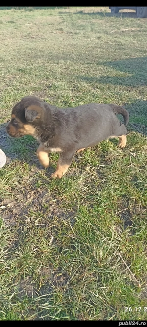 cățeii ciobăneștii germani - imagine 3