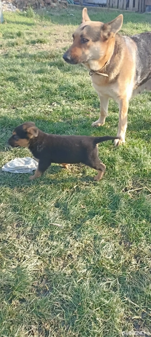 cățeii ciobăneștii germani - imagine 4