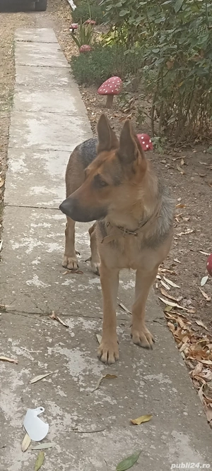 cățeii ciobăneștii germani - imagine 5