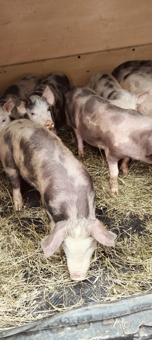 Purcei pietrani de 12 săptămâni 