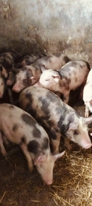 Purcei pietrani de 12 săptămâni  - imagine 2