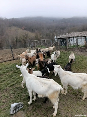 dau capre la schimb - imagine 2