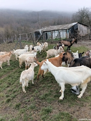 dau capre la schimb - imagine 5