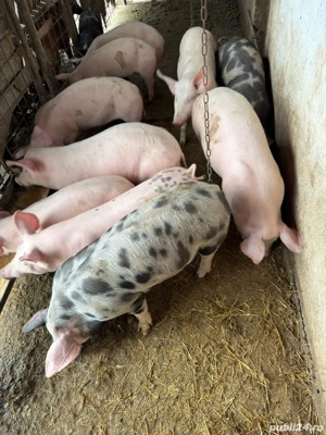 Purcei de vanzare - imagine 3