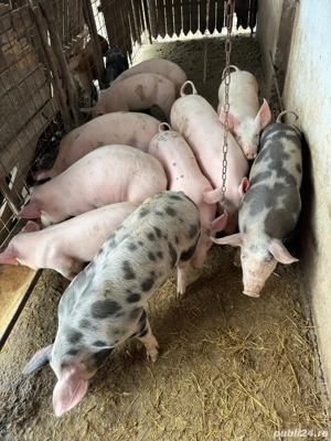 Purcei de vanzare - imagine 2