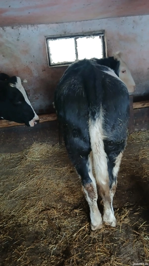 vand juninca  - imagine 2