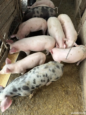Purcei de vanzare - imagine 4
