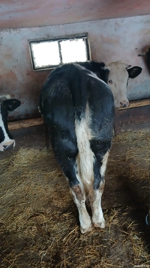 vand juninca  - imagine 3