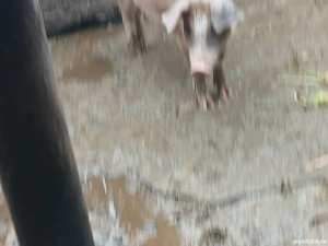 Scrofita de vanzare  - imagine 3