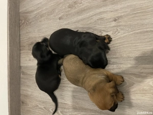 Căței Teckel Metis  - imagine 3