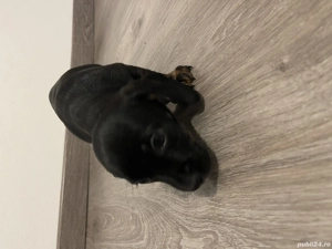 Căței Teckel Metis  - imagine 5