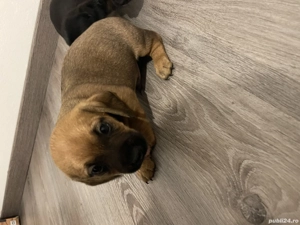 Căței Teckel Metis  - imagine 4