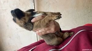 Căței Teckel Metis  - imagine 2