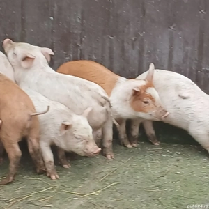 purcei 7 saptamani jumate - imagine 2