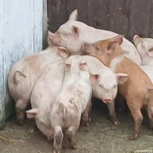 purcei 7 saptamani jumate - imagine 5