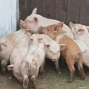 purcei 7 saptamani jumate - imagine 3