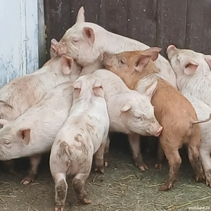 purcei 7 saptamani jumate - imagine 4