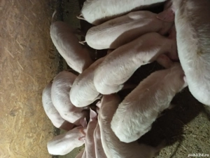 purcei de vânzare  - imagine 2